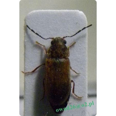 Ernobius mollis (Linnaeus, 1758) Stukacz świerkowiec
